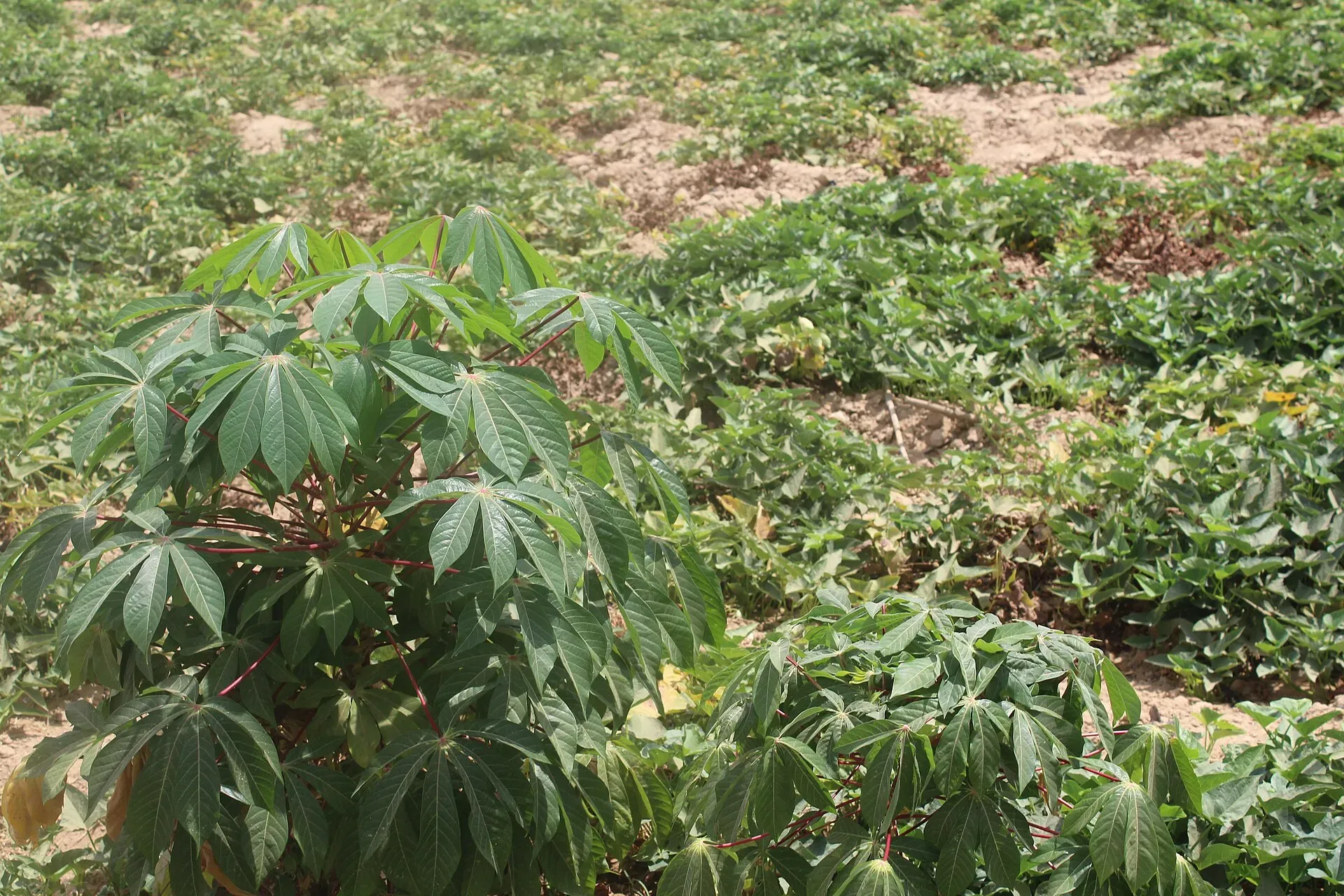 Cassava plantation in Kaduna, Nigeria