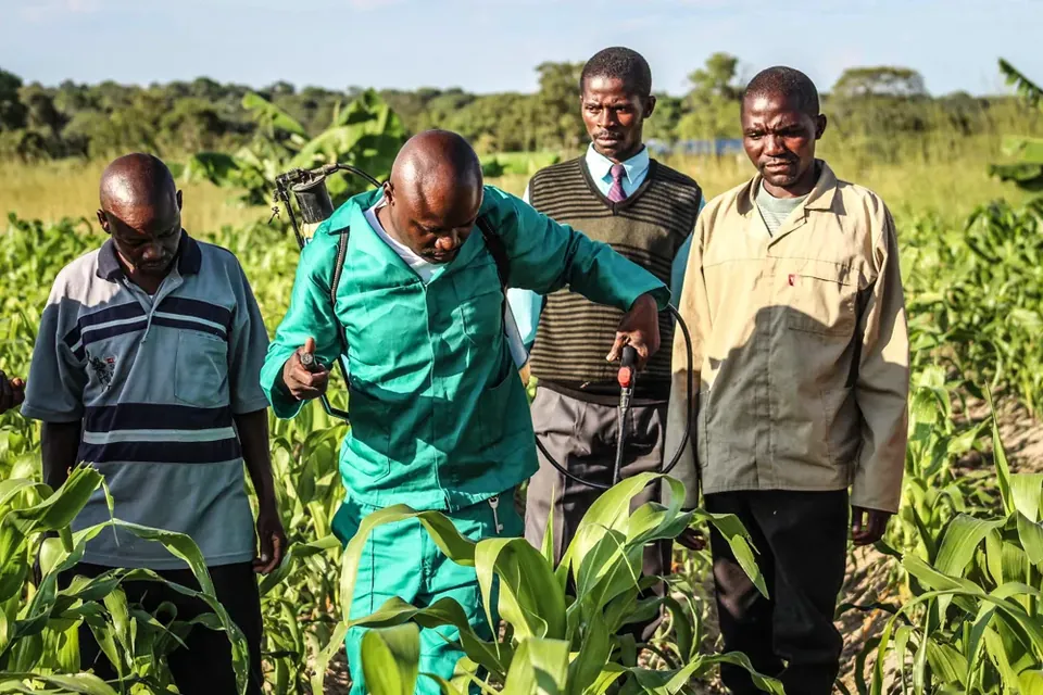 Extension workers and farmers discussing armyworm control in a maize field