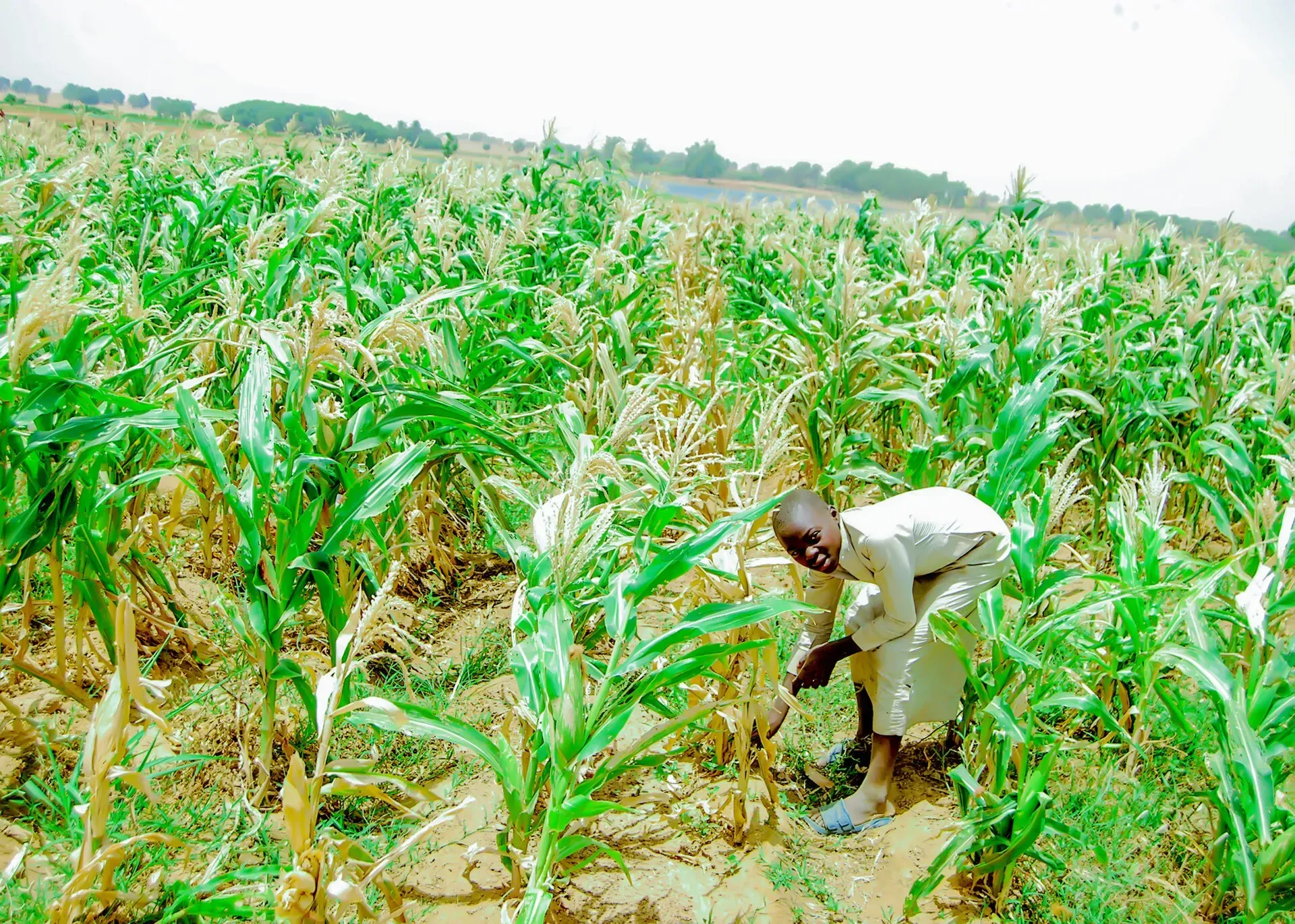 A farmer inspecting his maize crop in northern Nigeria