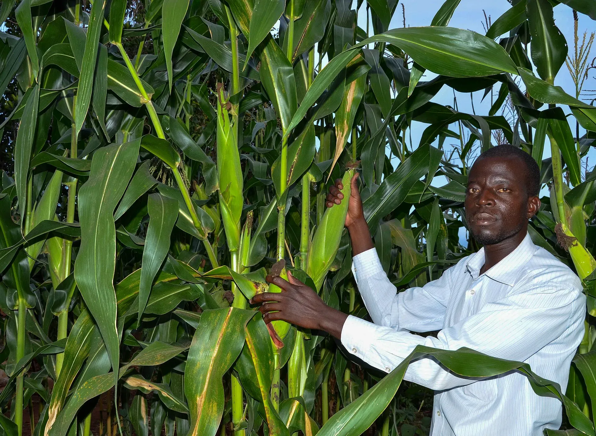 A farmer holding a maize leaf