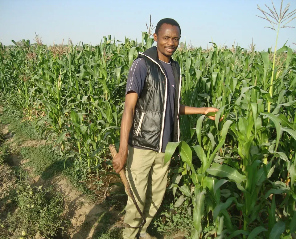 A farmer working between maize rows