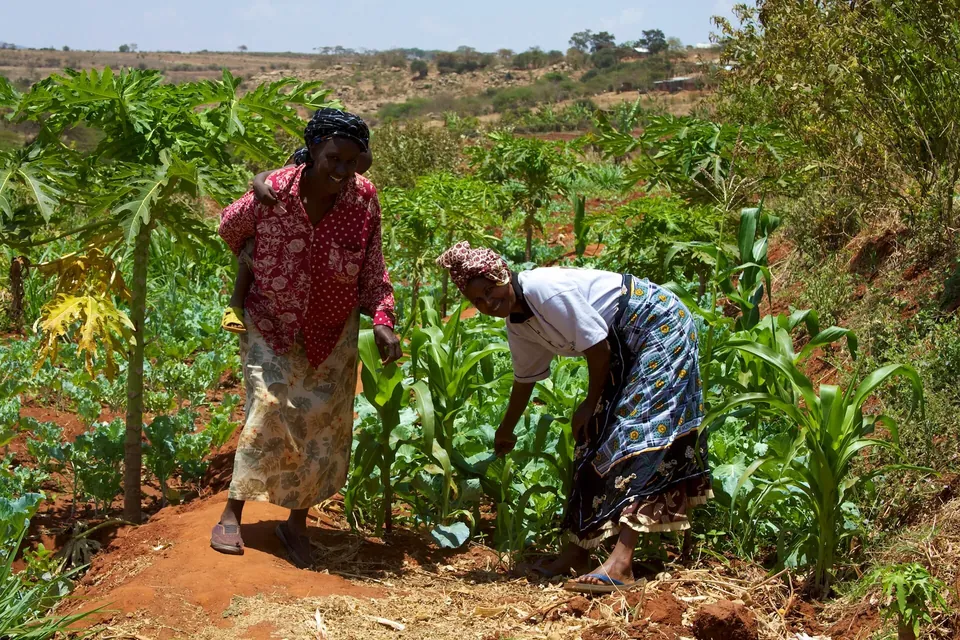 Two women smallholder farmers tending maize