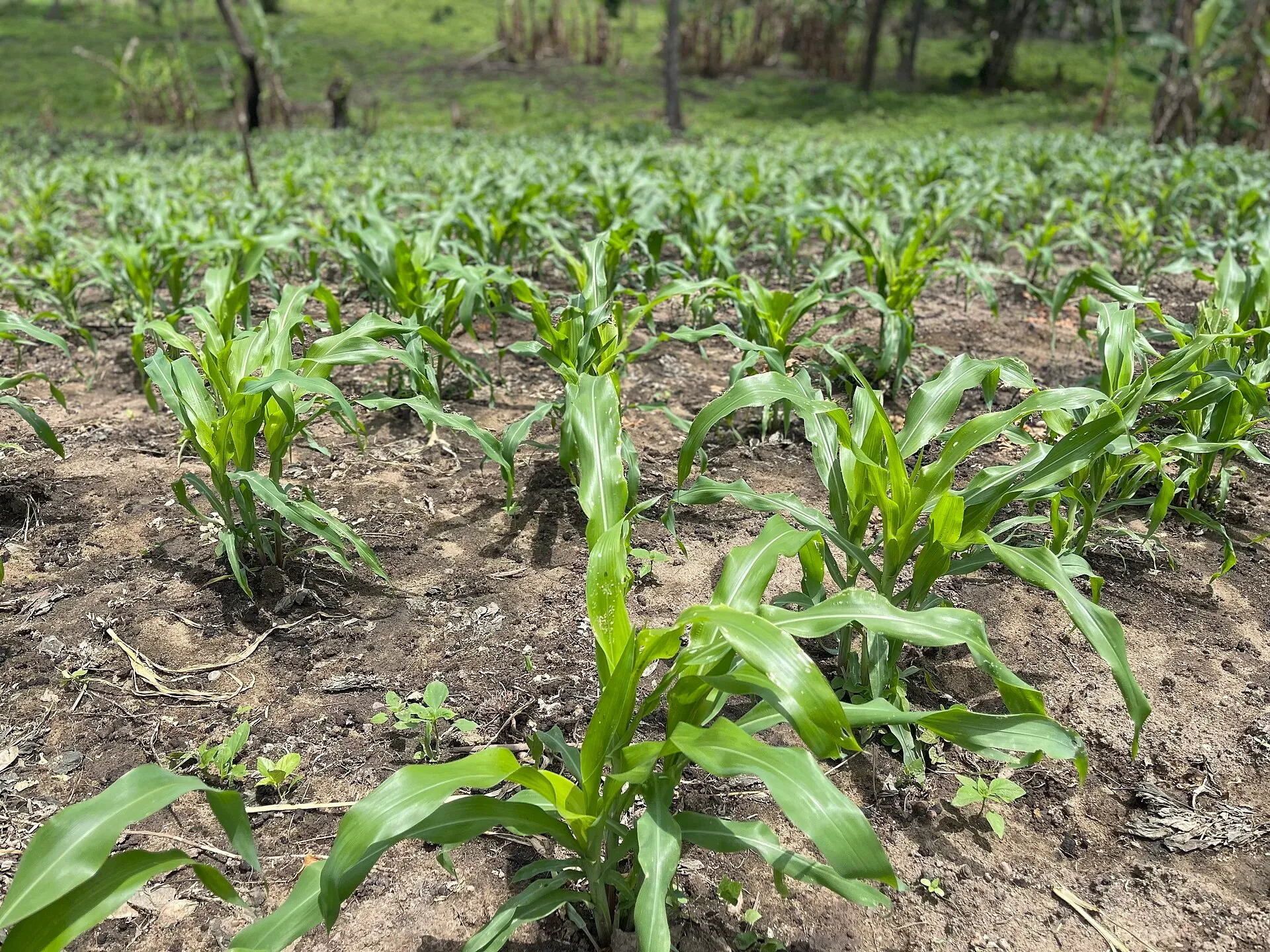 Young maize plants in rows